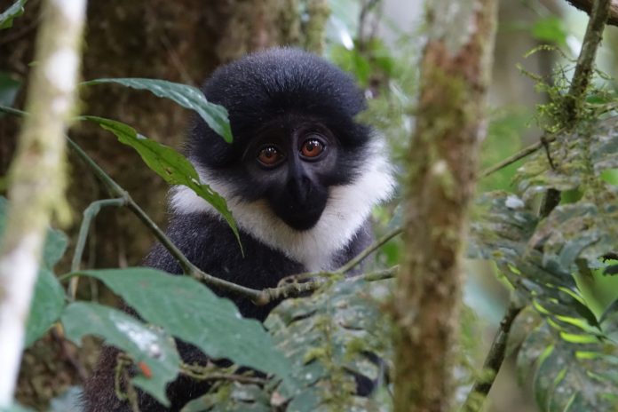 Gishwati Mukura National Park Rwanda