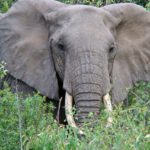 Lake Manyara olifant