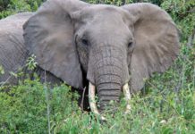 Geen enkele olifant gestroopt in Zimbabwe Olifant Zimbabwe