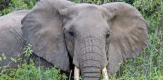 Geen enkele olifant gestroopt in Zimbabwe Olifant Zimbabwe