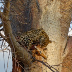 Luipaard Ruaha Tanzania