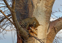 Ruaha, de echte Afrikaanse wildernis Luipaard Ruaha Tanzania