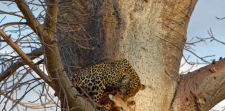 Ruaha, de echte Afrikaanse wildernis Luipaard Ruaha Tanzania