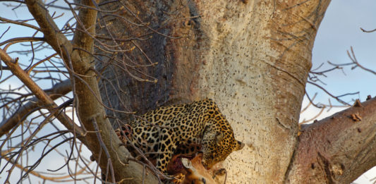 Ruaha, de echte Afrikaanse wildernis Luipaard Ruaha Tanzania