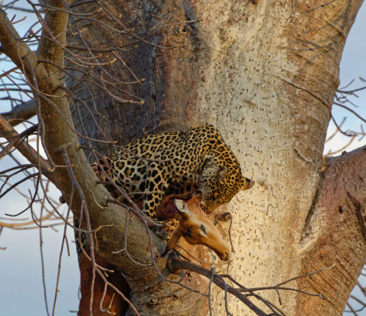 Ruaha, de echte Afrikaanse wildernis Luipaard Ruaha Tanzania