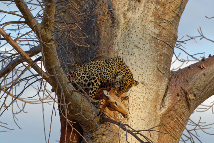 Luipaard Ruaha Tanzania