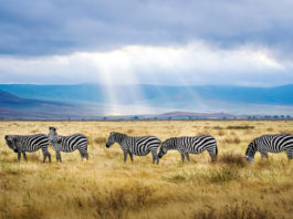 De Ngorongoro Krater is één van de grootste natuurwonderen Ngorongoro Krater tanzania