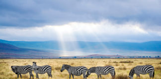 De Ngorongoro Krater is één van de grootste natuurwonderen Ngorongoro Krater tanzania