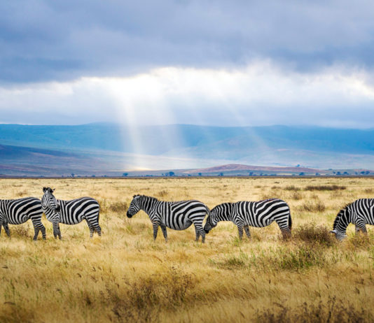 De Ngorongoro Krater is één van de grootste natuurwonderen Ngorongoro Krater tanzania