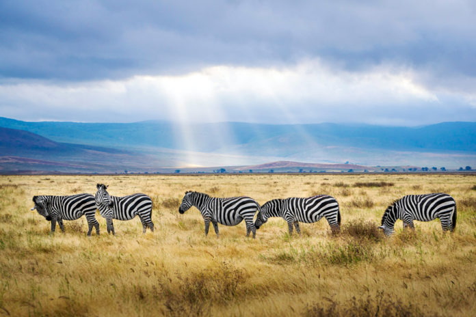 Ngorongoro Krater tanzania