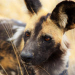 Ruaha Tanzania