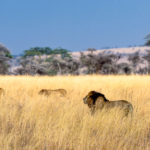 Serengeti Tanzania leeuwen