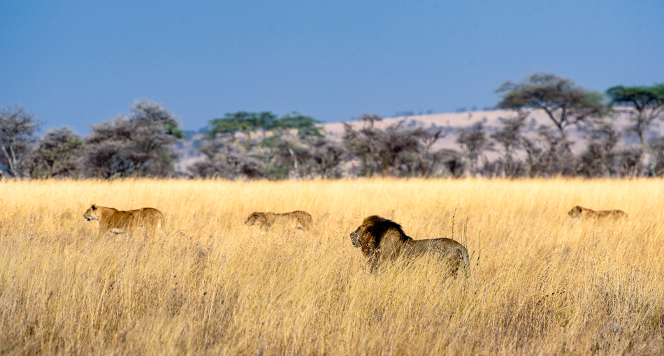 Serengeti Tanzania leeuwen