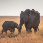 Serengeti Tanzania olifant