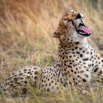 Serengeti cheeta