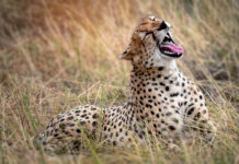 Een nieuwe generatie jachtluipaarden geboren in Liwonde National Park Serengeti cheeta