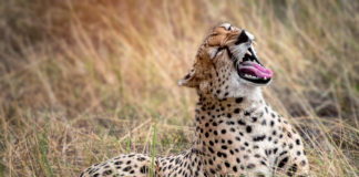 Een nieuwe generatie jachtluipaarden geboren in Liwonde National Park Serengeti cheeta