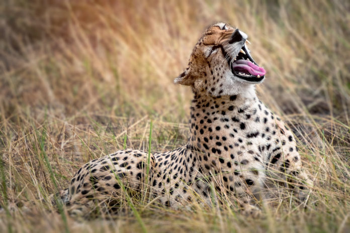 Serengeti cheeta