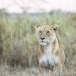 Serengeti leeuw