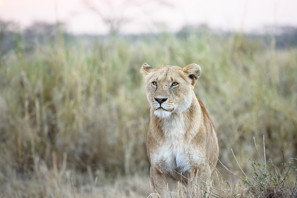 Serengeti leeuw