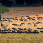 Serengeti migratie