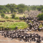 Serengeti migratie gnoes
