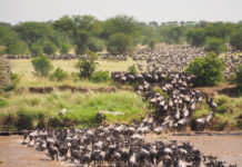 Serengeti National Park Serengeti migratie gnoes