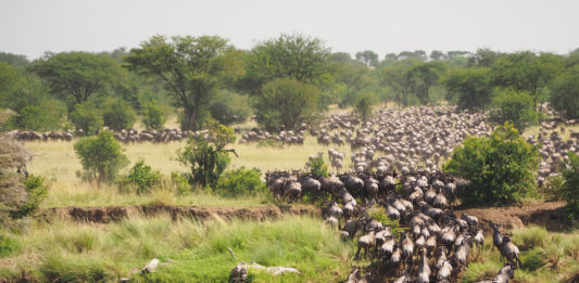 Serengeti National Park Serengeti migratie gnoes