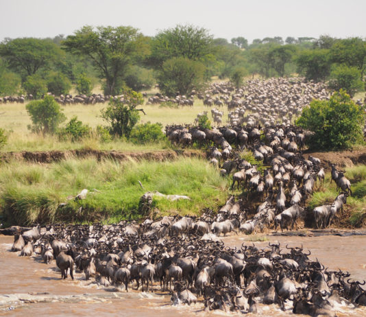 Serengeti National Park Serengeti migratie gnoes