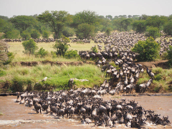 Serengeti migratie gnoes