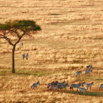 Serengeti zebra luchtballon