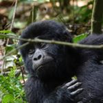 Volcanoes National Park Rwanda