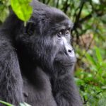 Volcanoes National Park gorilla