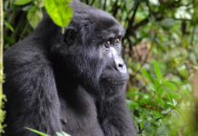 Babyboom bij berggorilla’s in Oeganda Volcanoes National Park gorilla