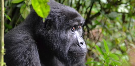 Volcanoes National Park Volcanoes National Park gorilla