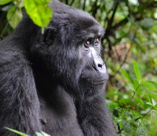 Volcanoes National Park Volcanoes National Park gorilla