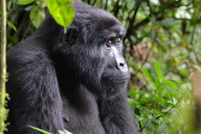 Volcanoes National Park gorilla