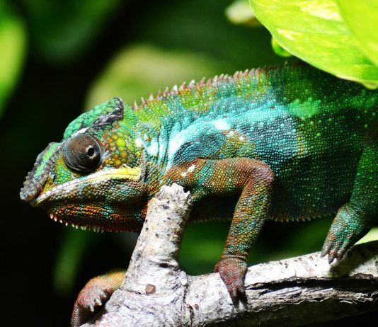 Amber Mountain National Park Amber Mountain National Park Madagaskar