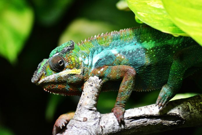 Amber Mountain National Park Madagaskar