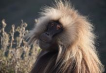 Bale Mountains National Park Bale Mountains National Park Ethiopie