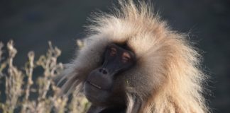Bale Mountains National Park Bale Mountains National Park Ethiopie