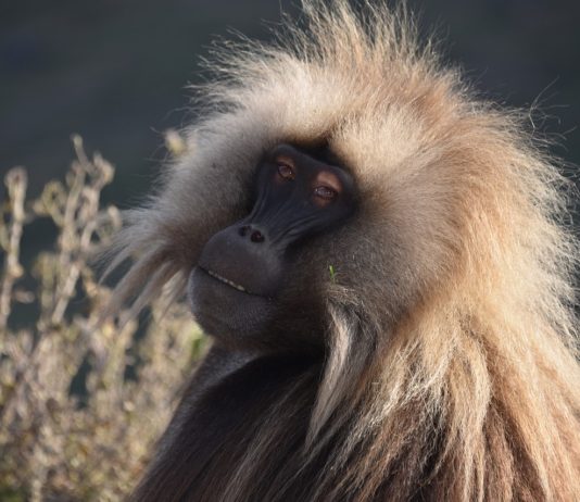Bale Mountains National Park Bale Mountains National Park Ethiopie