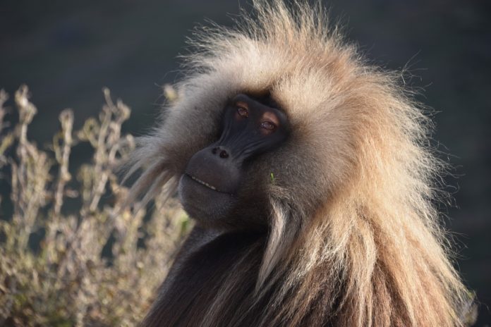 Bale Mountains National Park Ethiopie