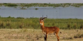Boma National Park Boma National Park Zuid Soedan