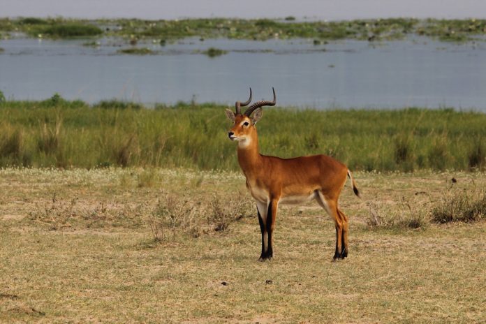 Boma National Park Zuid Soedan