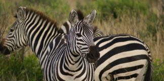 Chimwenya Game Park Chimwenya Game Park Malawi