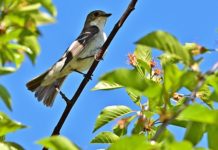 Dzalanyama Forest Reserve nu geopend voor wandelaars en mountainbikers Dzalanyama Forest Reserve Malawi