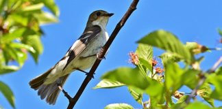 Dzalanyama Forest Reserve nu geopend voor wandelaars en mountainbikers Dzalanyama Forest Reserve Malawi