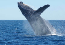 Loango National Park Gabon Loango bultrug walvis