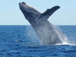 Loango National Park Gabon Loango bultrug walvis